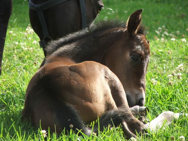 Dulwich Trakehner Stud